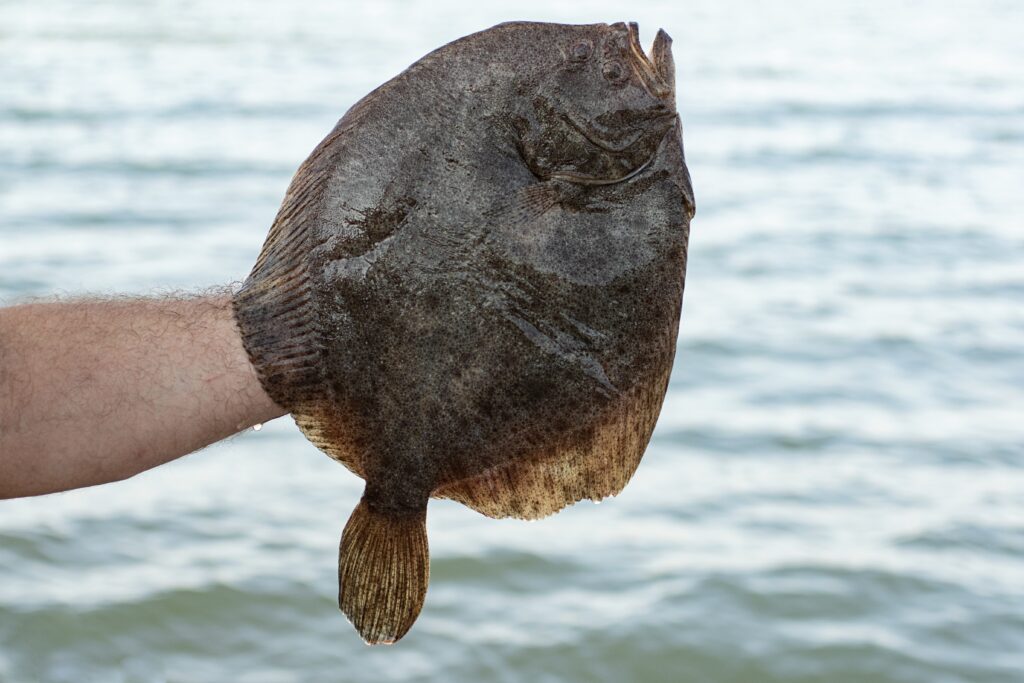 rodaballo